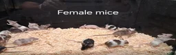 Mouse rodents for sale: Fancy Pet Mice , Females  - Advert 3