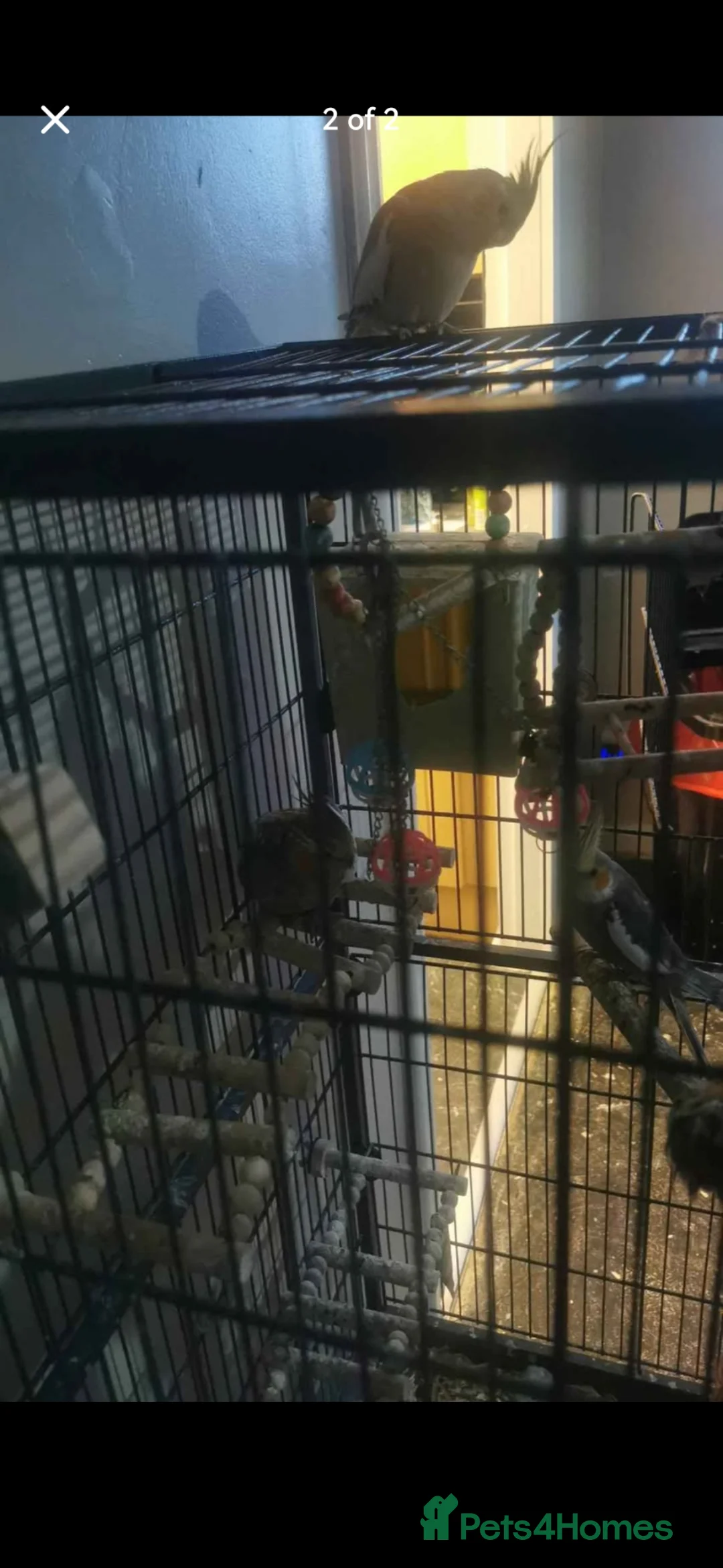 Cockatiels birds for sale: Cockatiels for sale - Advert 5