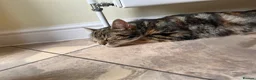 Domestic Shorthair cats for adoption: 2x gorgeous female rescue kittens need homes - Advert 10