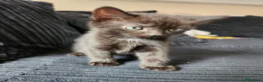 Ragdoll Kitten 1