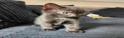 Ragdoll cats for sale: 3 kittens - Advert 4