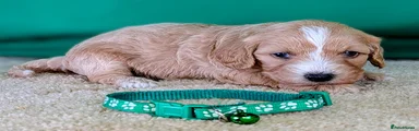 Green collar girl ID 5033