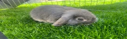 Mini Lop rabbits for sale: Mini Lops Ready To Leave Now  - Advert 8