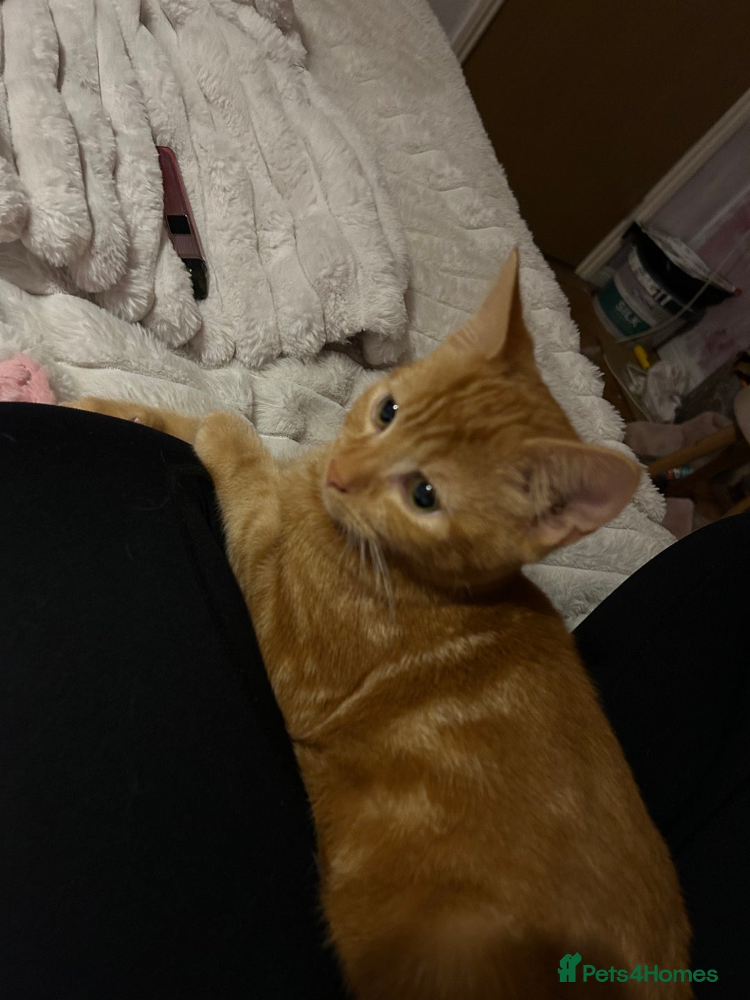 Mixed Breed cats for sale: Kittens  - Advert 6