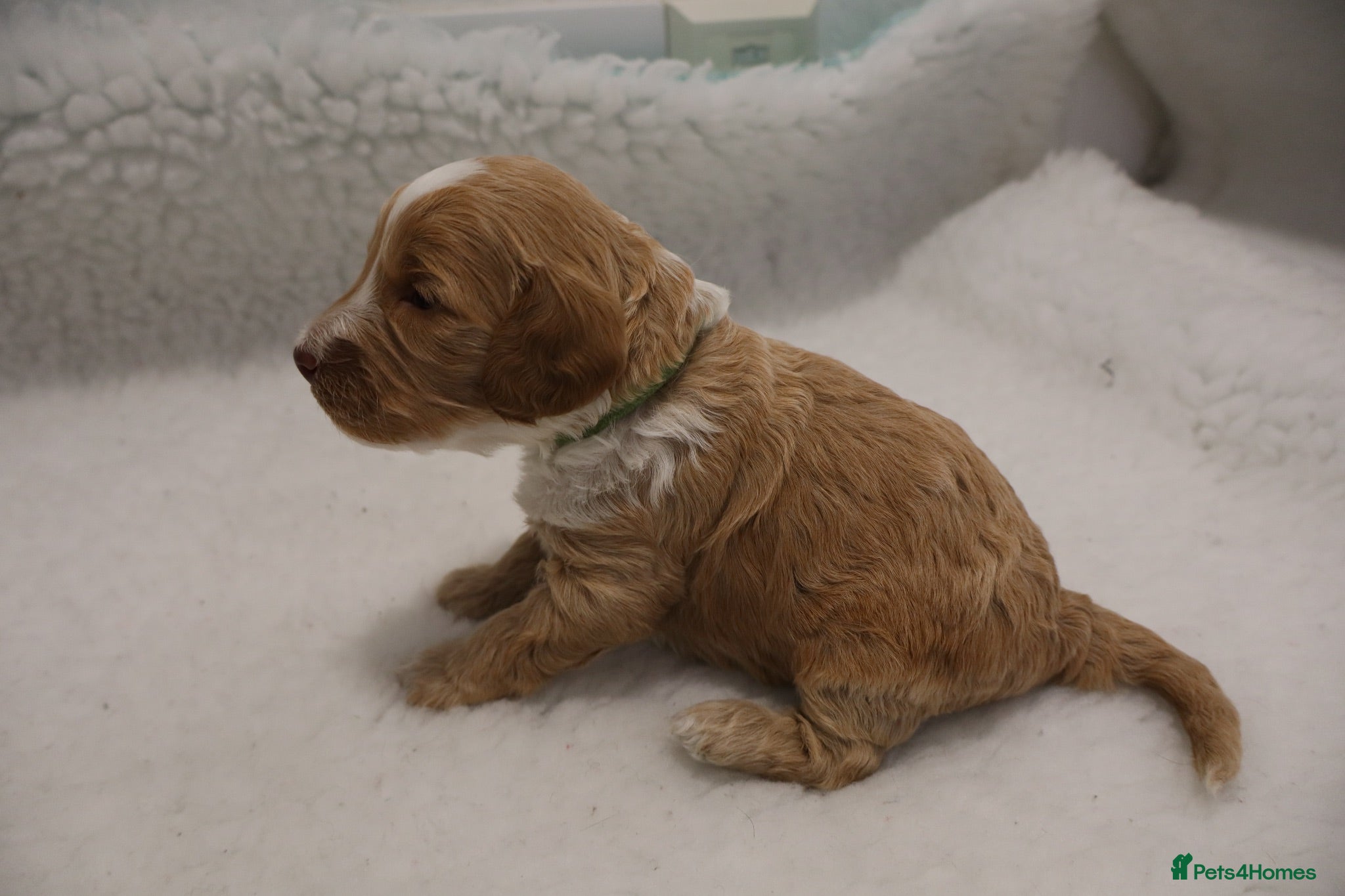 Cockapoo dogs F1 COCKAPOOS 5* LICENSED BREEDER - Advert 1