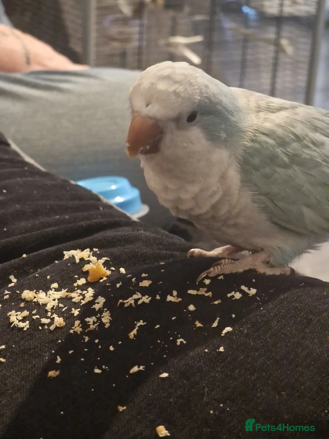 Parrots birds for sale: Blue quaker - Advert 2