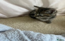 Ragdoll cats for sale: Ragdoll X Kittens - Image 14