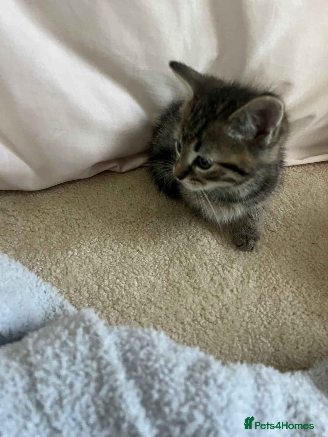 Ragdoll cats for sale: Ragdoll X Kittens - Image 14