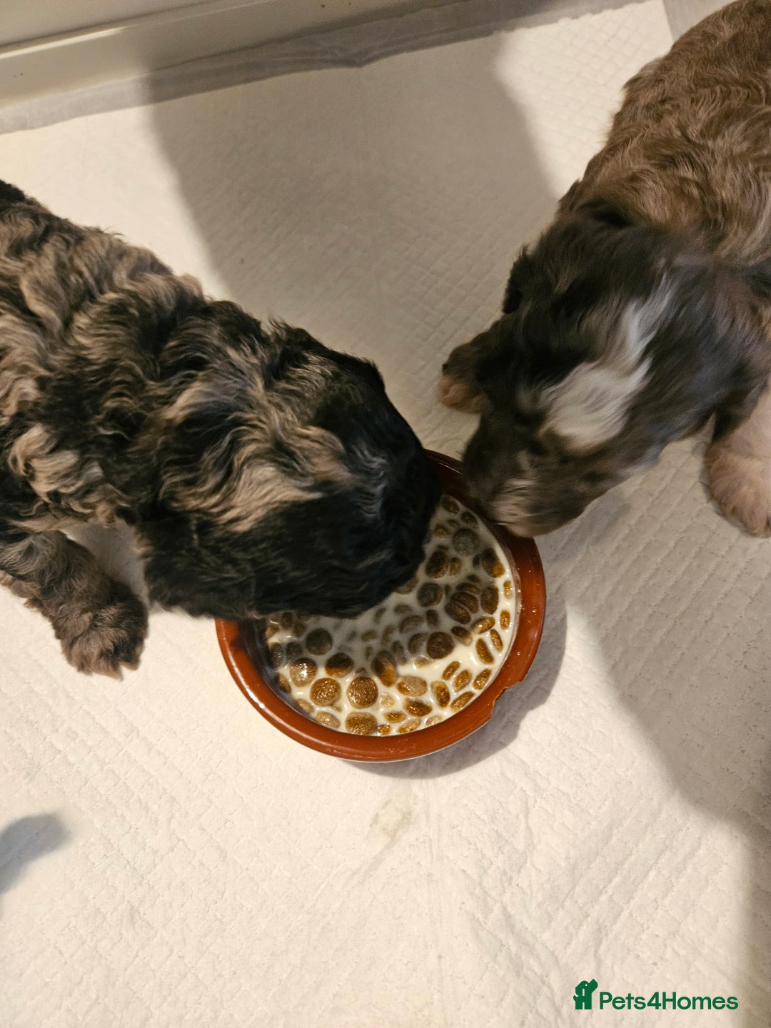 Cavapoo dogs for sale: Beautiful toy cavapoos  - Advert 11