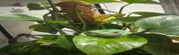 Frog reptiles for sale: 9 tree frogs and terrarium  - Advert 4