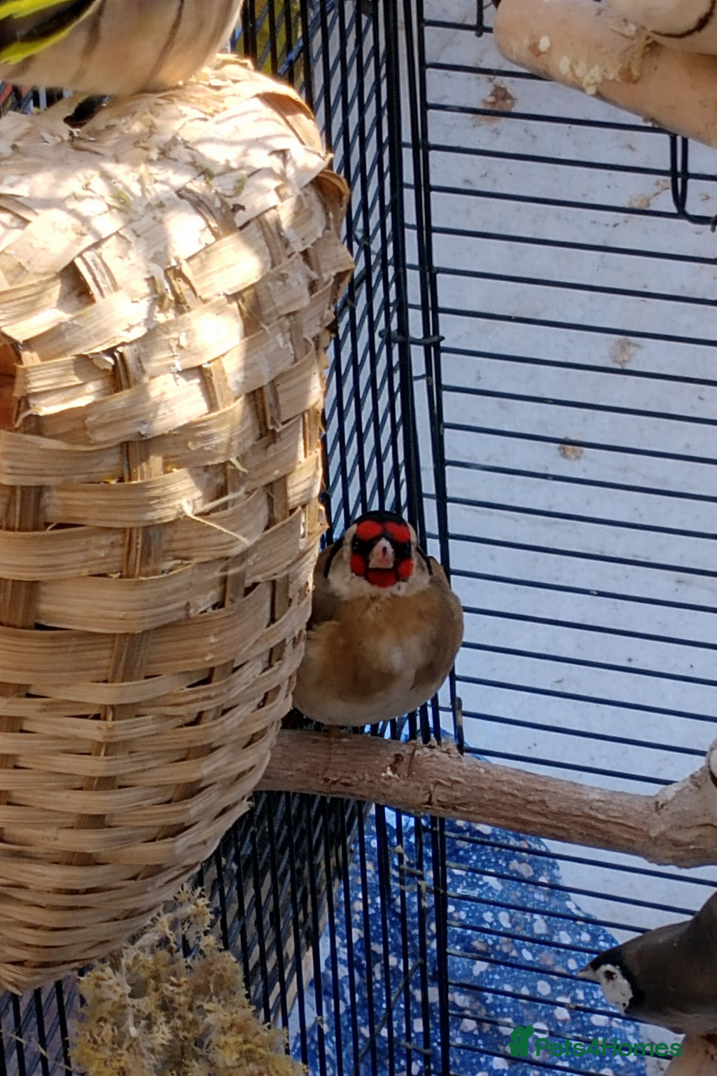 Finches birds Finches / Goldfinches / Owl finches Bird - Advert 1