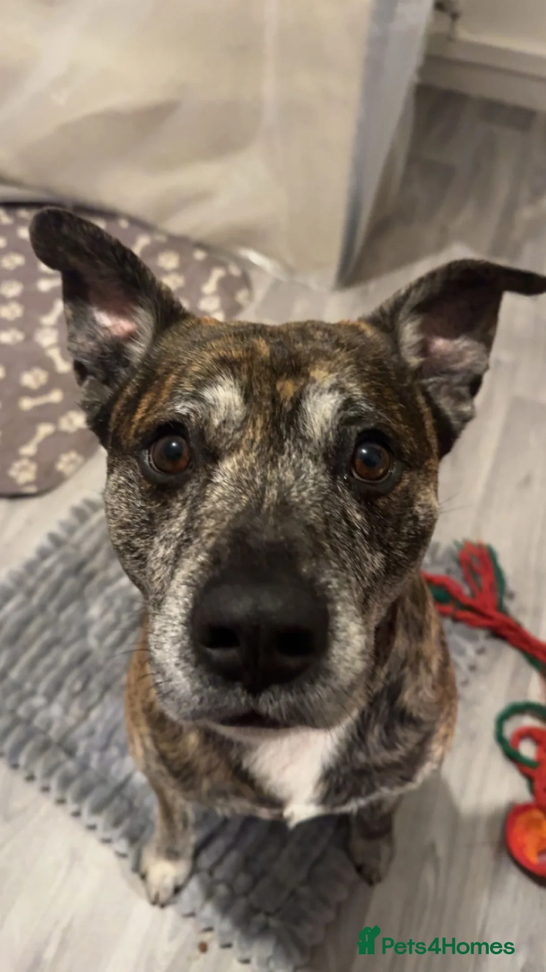 Mixed Breed dogs for sale: staffy cross in Wishaw - Advert 1