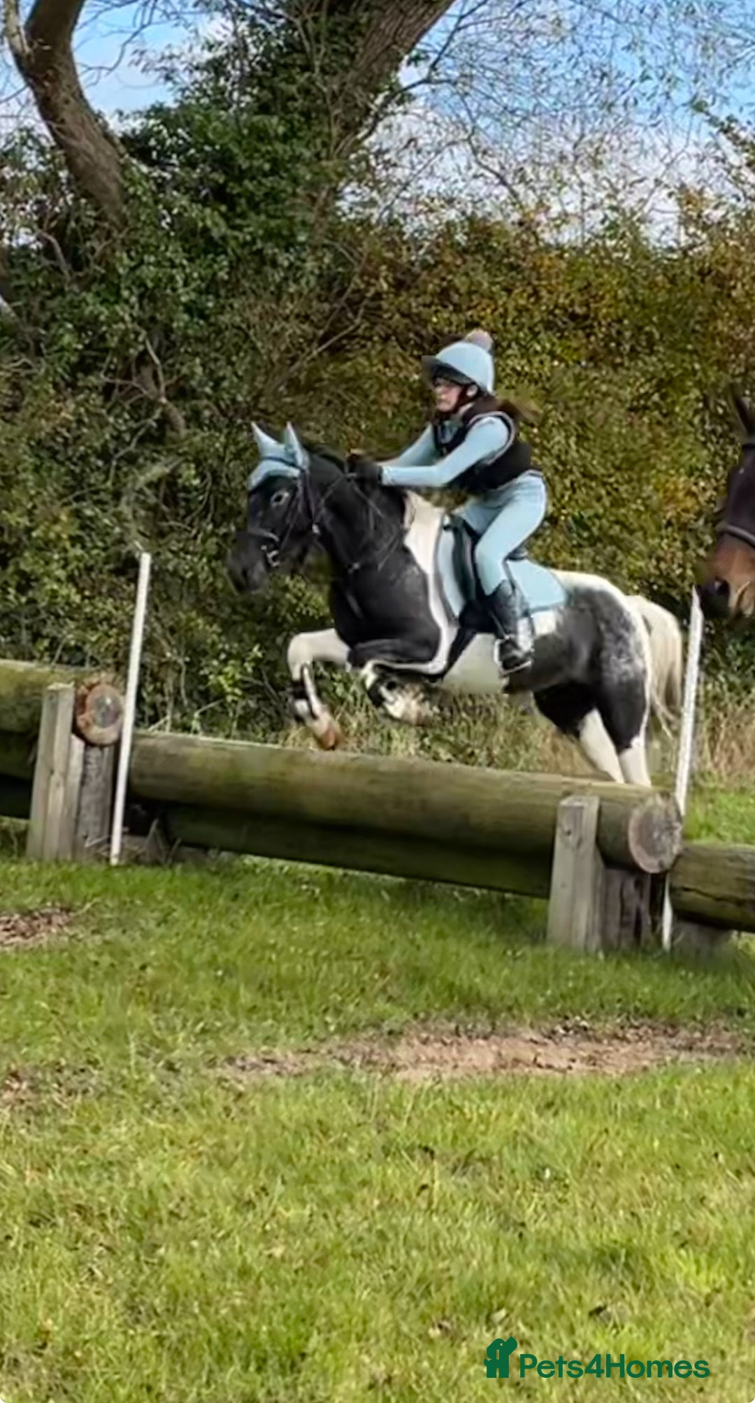 Irish Cob horses for sale: 13.1 fun loving all rounder  - Image 3