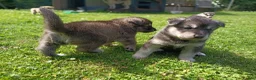Northern Inuit dogs for sale: Northern Inuit puppies  in Inverness - Advert 13
