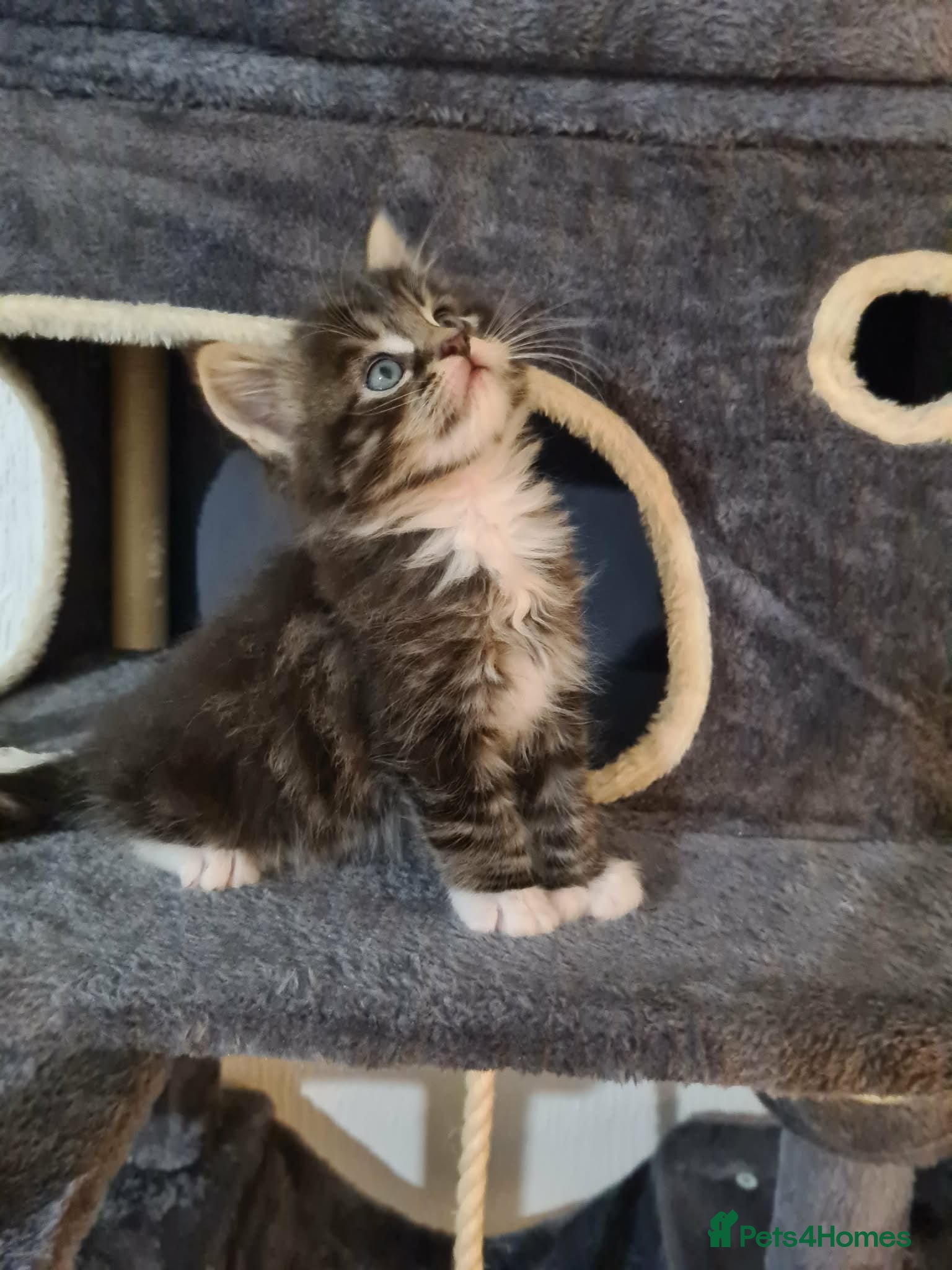 Maine Coon cats Just left one Girl Maine Coon Kitten for Sale  - Advert 10