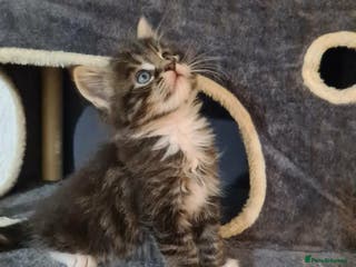 Maine Coon cats Just left one Girl Maine Coon Kitten for Sale - Advert 10