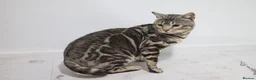 Bengal cats for stud: BLUE + SNOW CARRIER Silver Korea Import Clouded - Advert 6