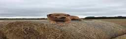 Goldador dogs for sale: Goldador puppies  - Advert 21