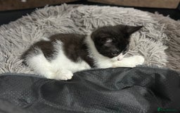 Mixed Breed cats for sale: Playful Kittens 🐾 (Please Read Description) - Image 8