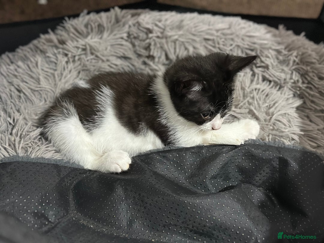 Mixed Breed cats for sale: Playful Kittens 🐾 (Please Read Description) - Image 8