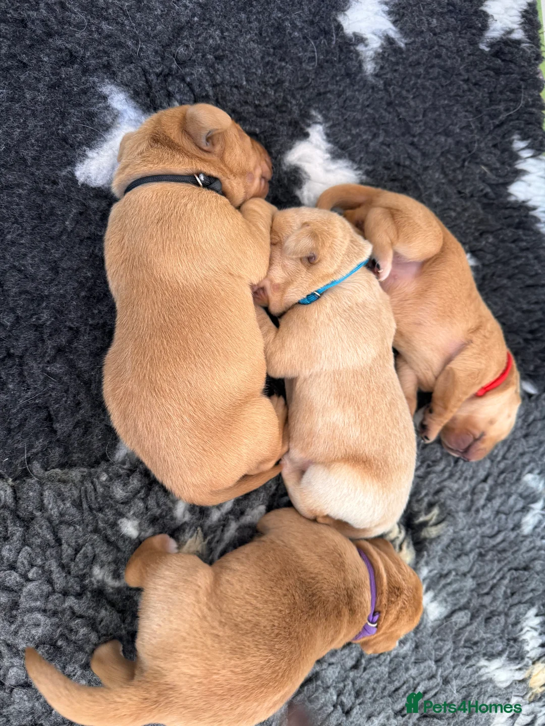 Labrador Retriever dogs for sale: Beautiful Fox Red and Yellow Labrador Puppies  in Gloucester - Advert 2