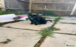 Domestic Shorthair cats for sale: Pretty black female cat - Image 1