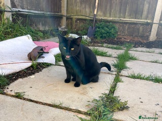 Domestic Shorthair cats - Advert 6