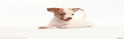 Jack Russell dogs for sale: Adorable mini Jack Russell babies  - Advert 21