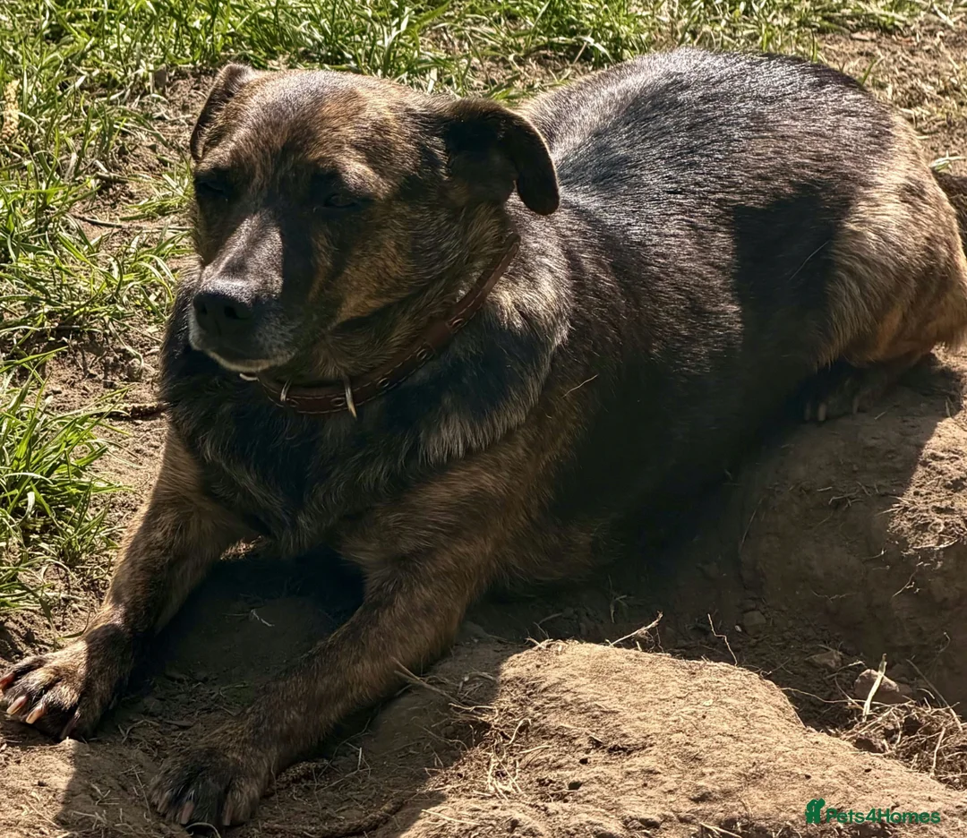 German Shepherd dogs for adoption: 🐾 TIGRA – Female German Shepherd (Miniature) 🐾  - Advert 5