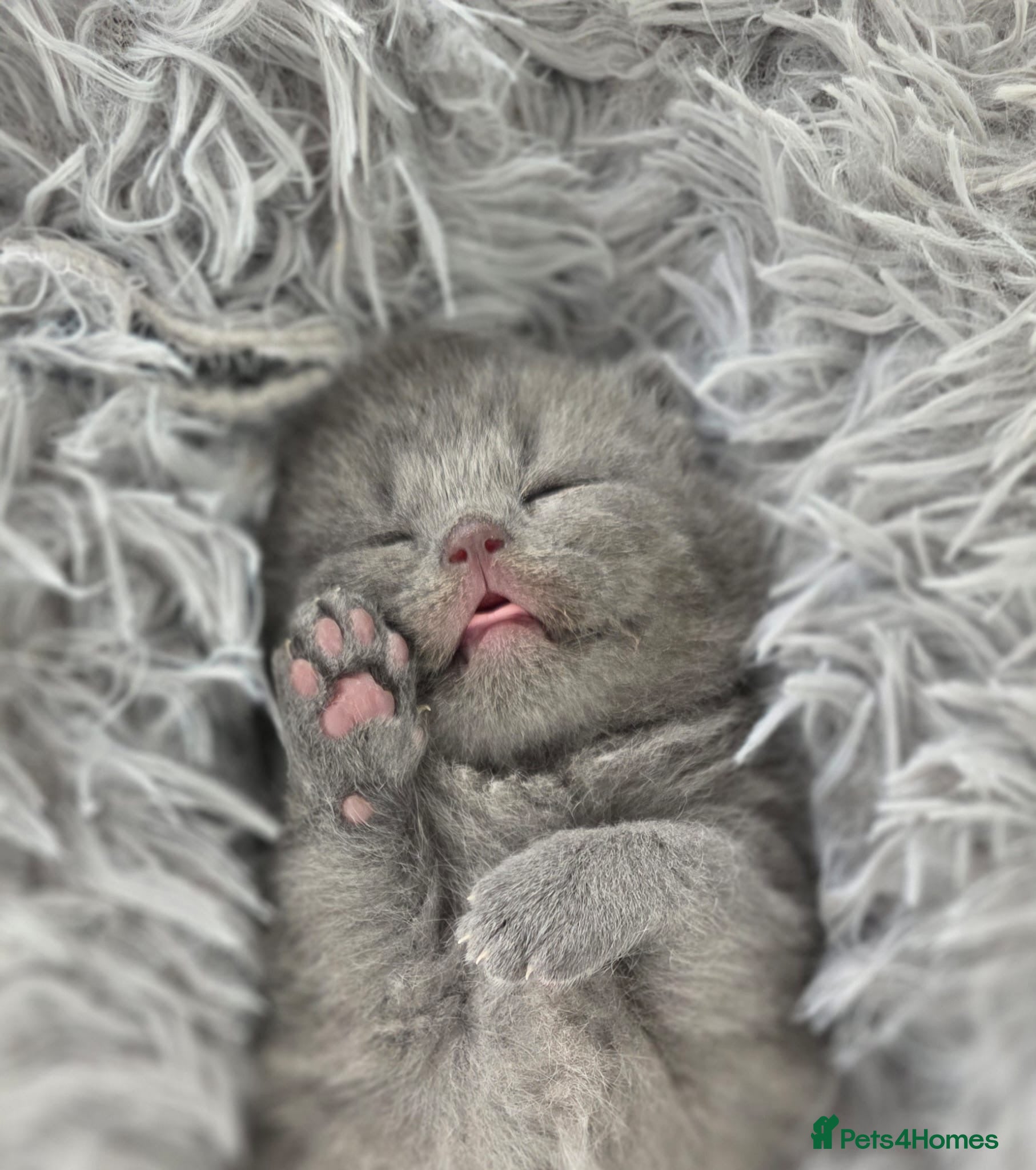 British Shorthair cats Purebred BSH Kittens- Premium & Imported Lineage - Advert 14