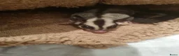 Sugar Glider rodents for sale: Two gorgeous sugar gliders - Advert 3