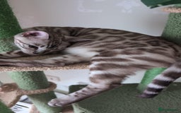 Bengal cats for sale: TICA REG 💕 2 Beautiful bengal boys  - Image 5