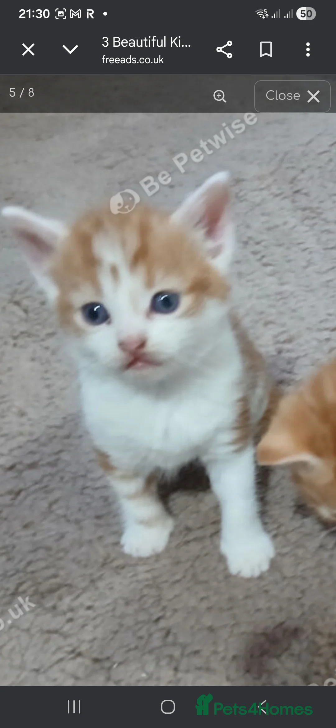 Mixed Breed cats for sale: Beautiful kittens - Advert 9