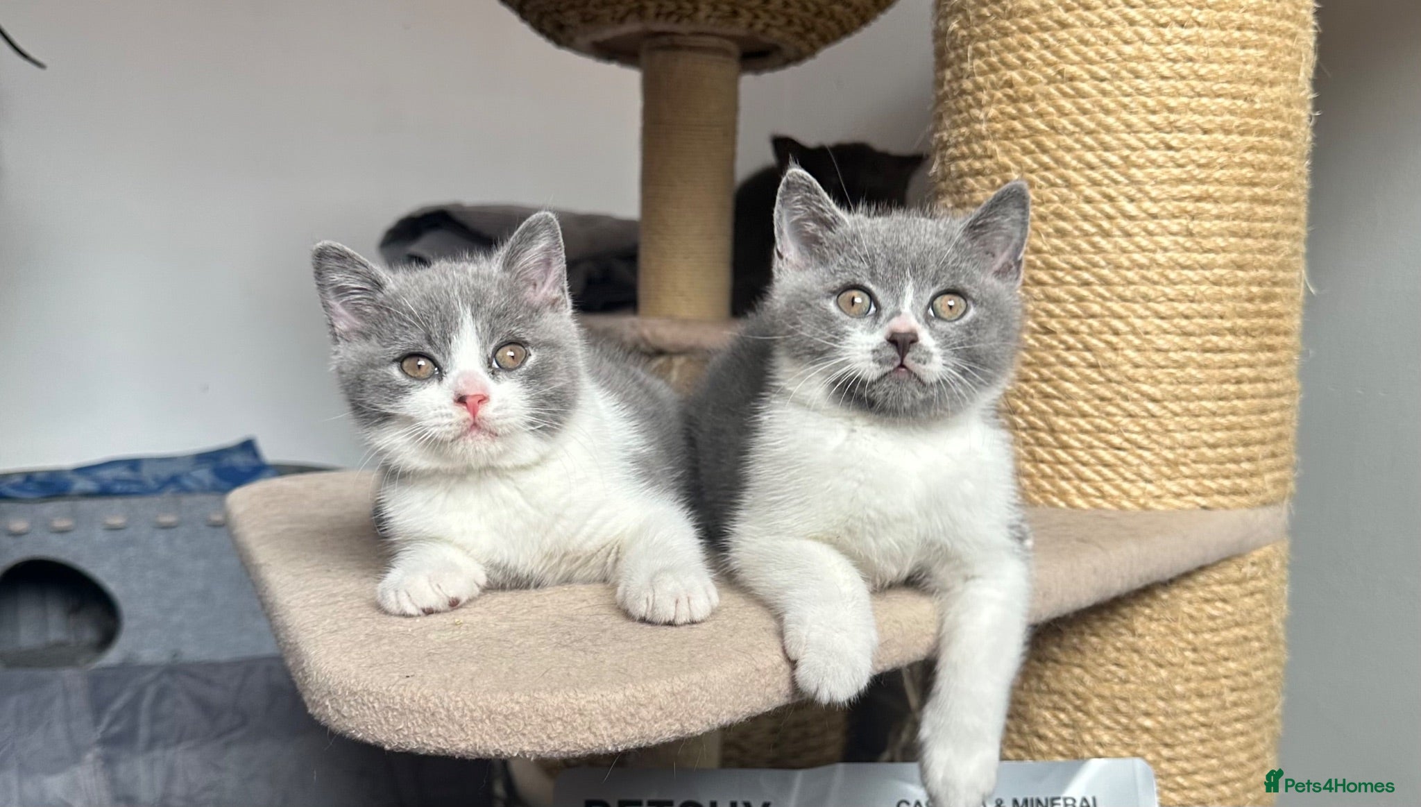 British Shorthair cats 💙Blue and White British Shorthair  - Advert 1