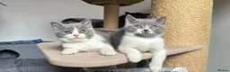 British Shorthair cats for sale: 🐾Blue and White British Shorthair Boys  - Advert 3