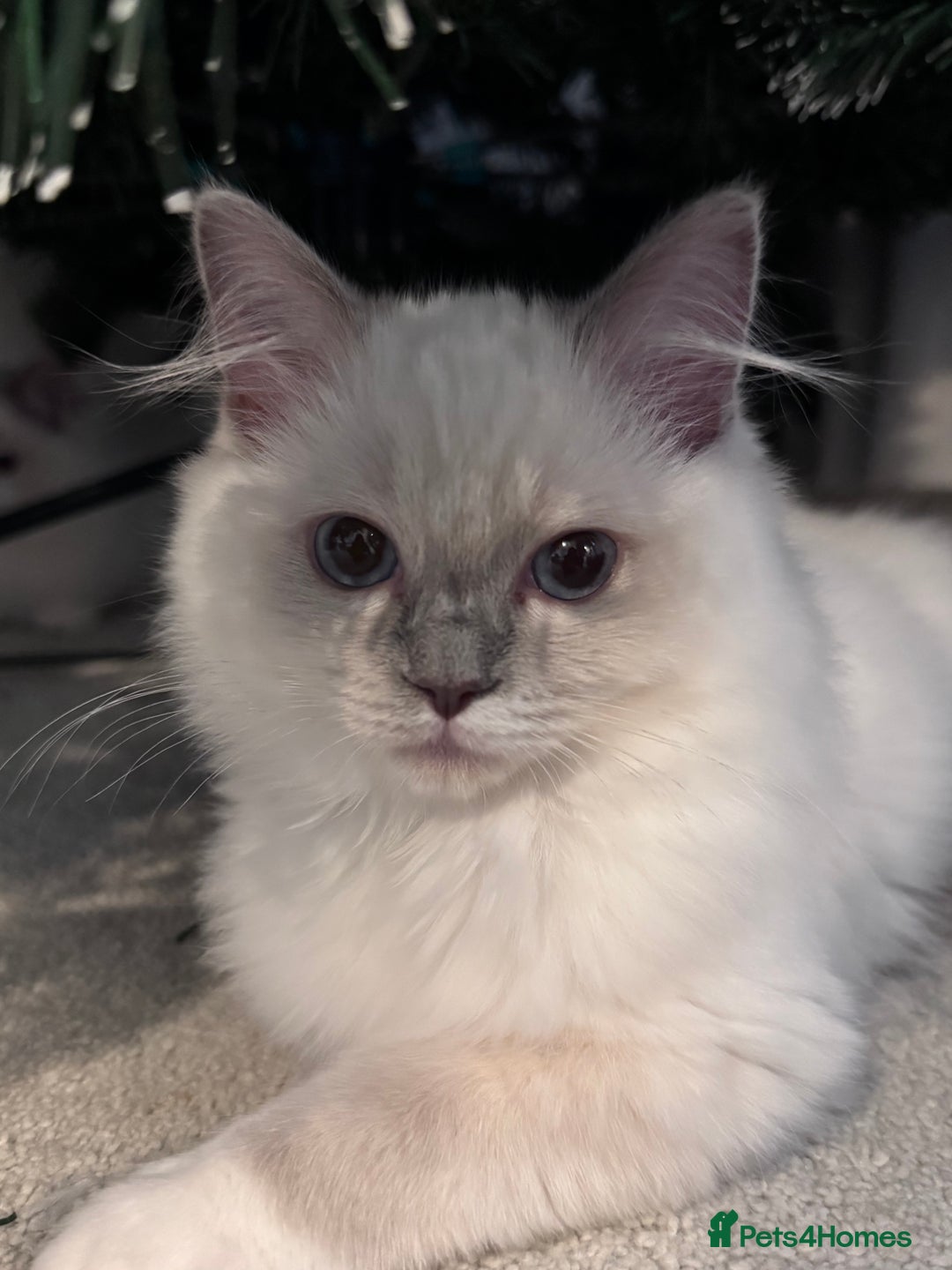 Ragdoll cats for sale: Ragdolls Kittens Blue and lilac  - Advert 10