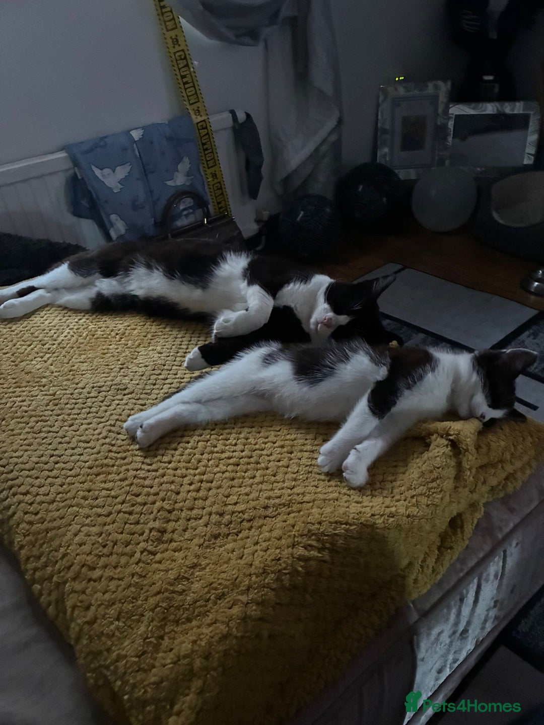 Mixed Breed cats for sale: Lil girl looking for her forever home - Image 6