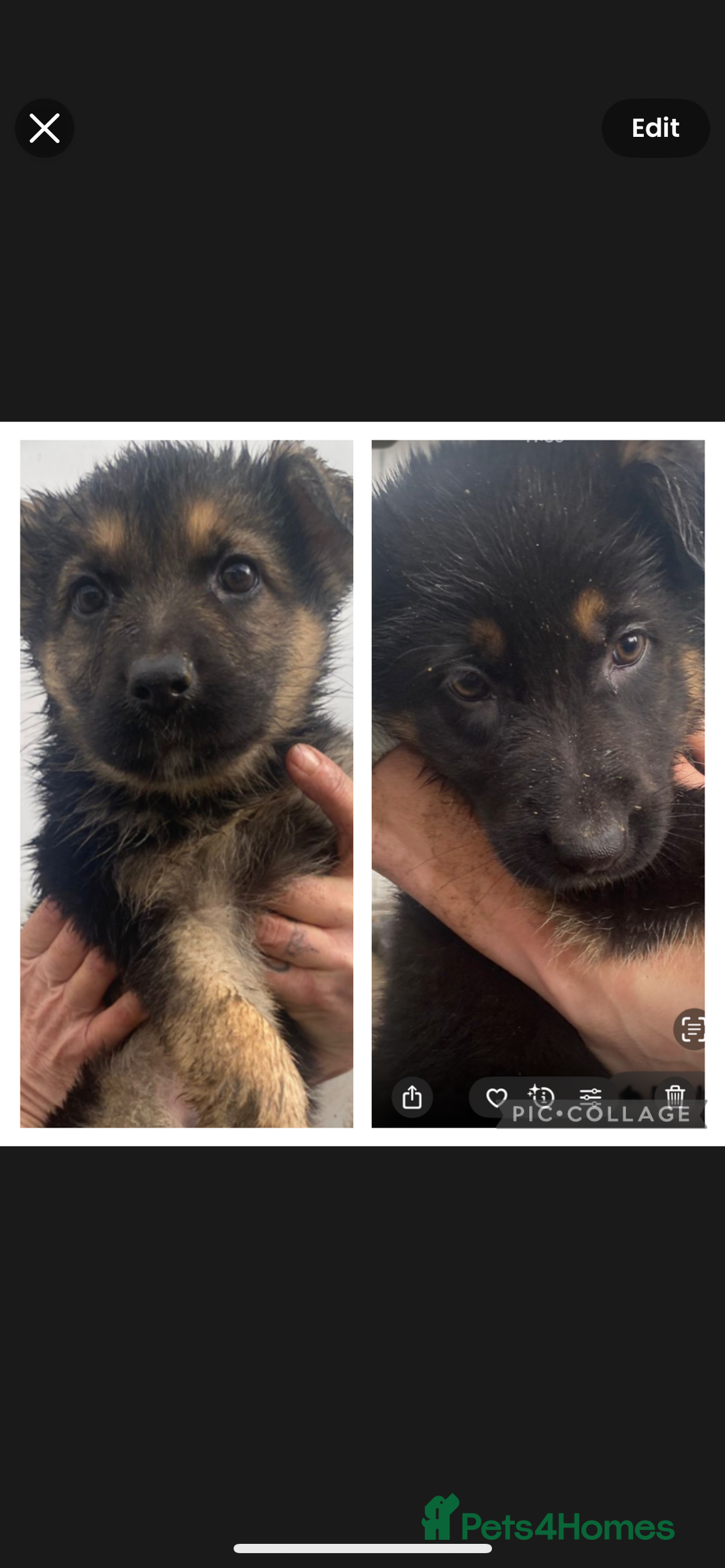 German Shepherd dogs for sale: German shepherd READY TO LEAVE - Advert 2