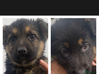 German Shepherd dogs German shepherd pups READY TO LEAVE - Advert 19
