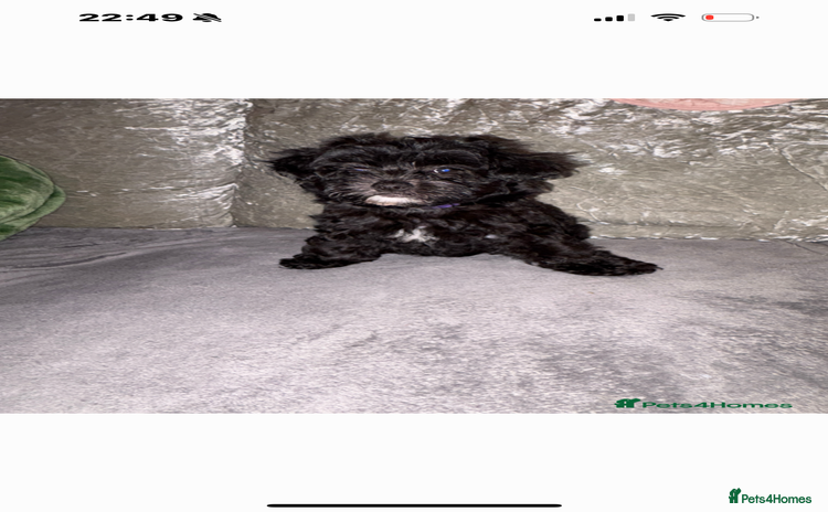 Maltipoo dogs - Advert 13