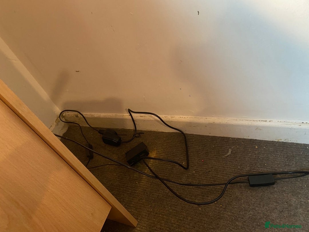 Bearded Dragon reptiles for sale: Bearded dragon for sale  - Advert 4