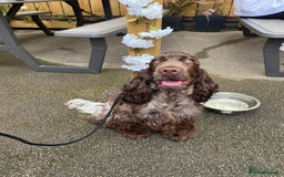 Cocker Spaniel dogs for sale: Beautiful show cocker spaniel puppy - Image 6