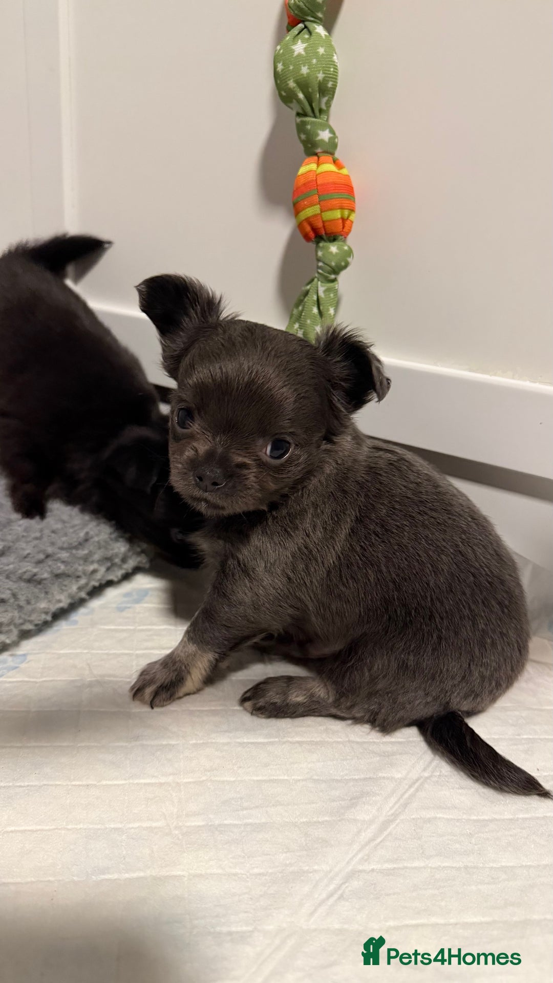 Chihuahua dogs for sale: Stunning Chihuahua Puppies ⭐️ - Advert 27