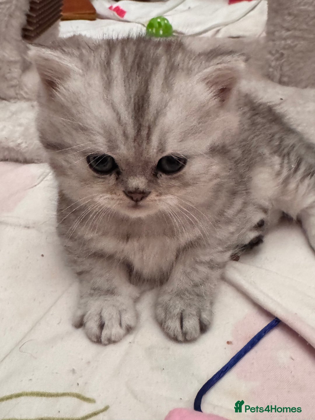 Persian cats for sale: Gorgeous pedigree chinchilla kitten  - Advert 7