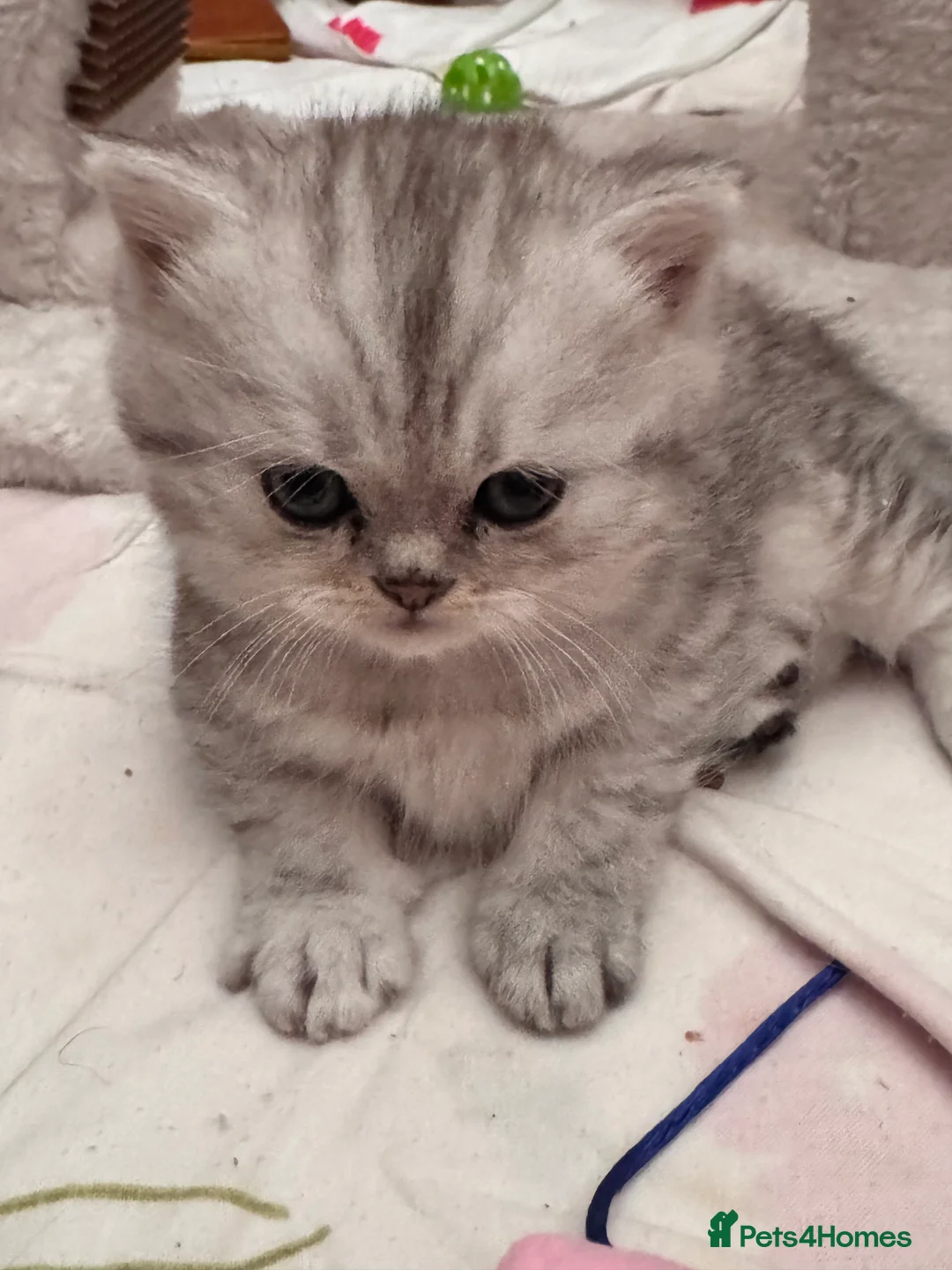 Persian cats for sale: Kitten Sold - Advert 12