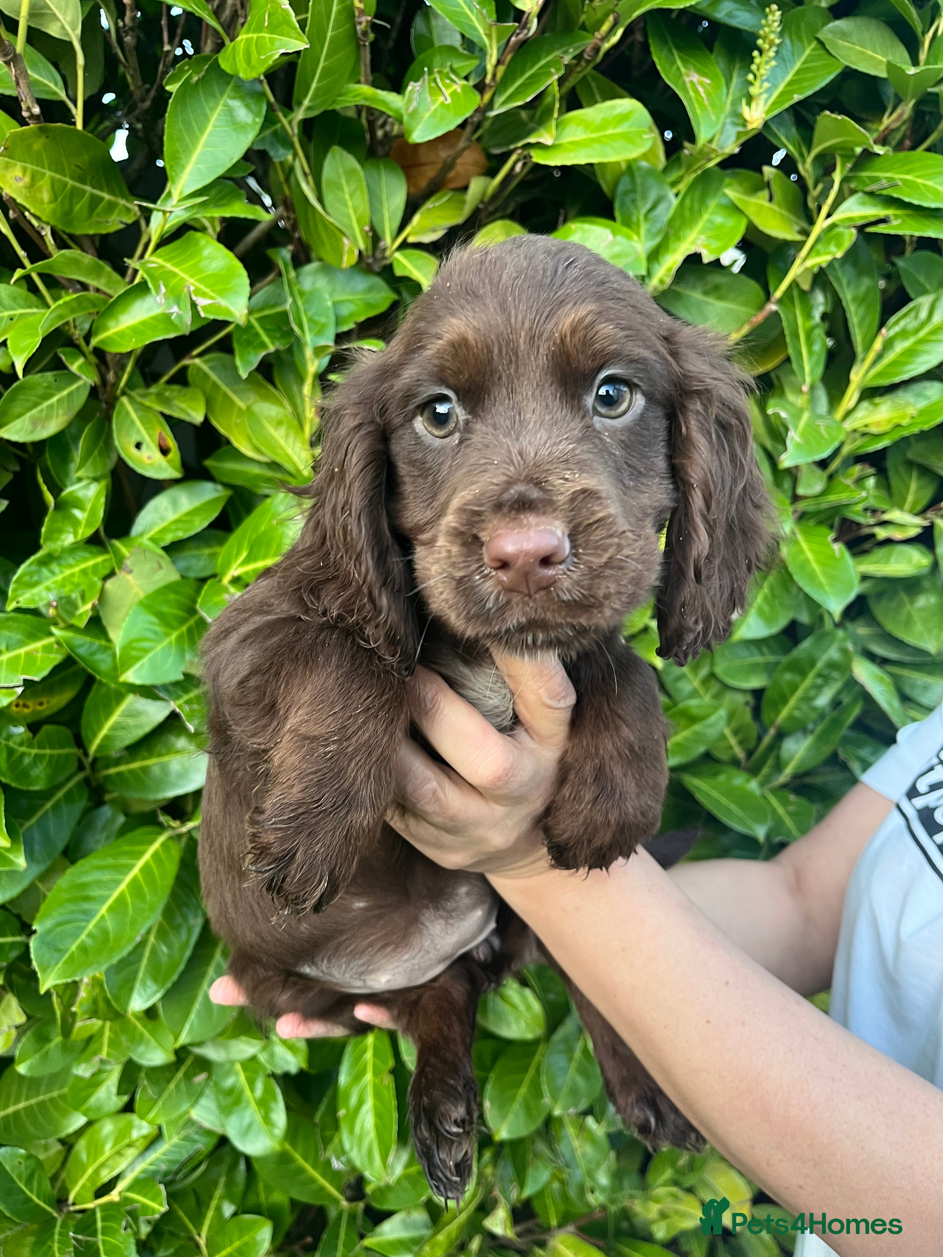 Cocker Spaniel dogs Cocker spaniel puppies  - Advert 5