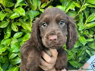 Cocker Spaniel dogs Cocker spaniel puppies - Advert 5