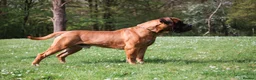 Boerboel dogs for sale: Waitlist now open - due early October in Horsham - Advert 8