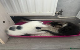 Mixed Breed cats for sale: Three beautiful kittens  - Image 26