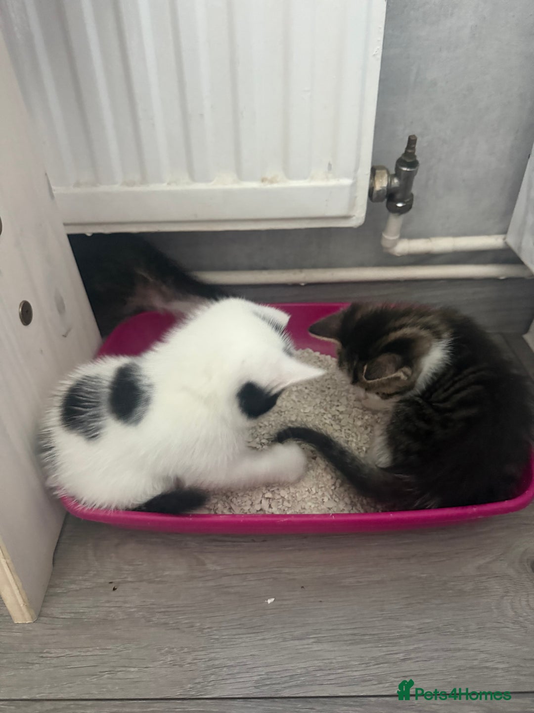 Mixed Breed cats for sale: Three beautiful kittens  - Image 26